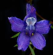 Delphinium nuttallianum, Upland Larkspur